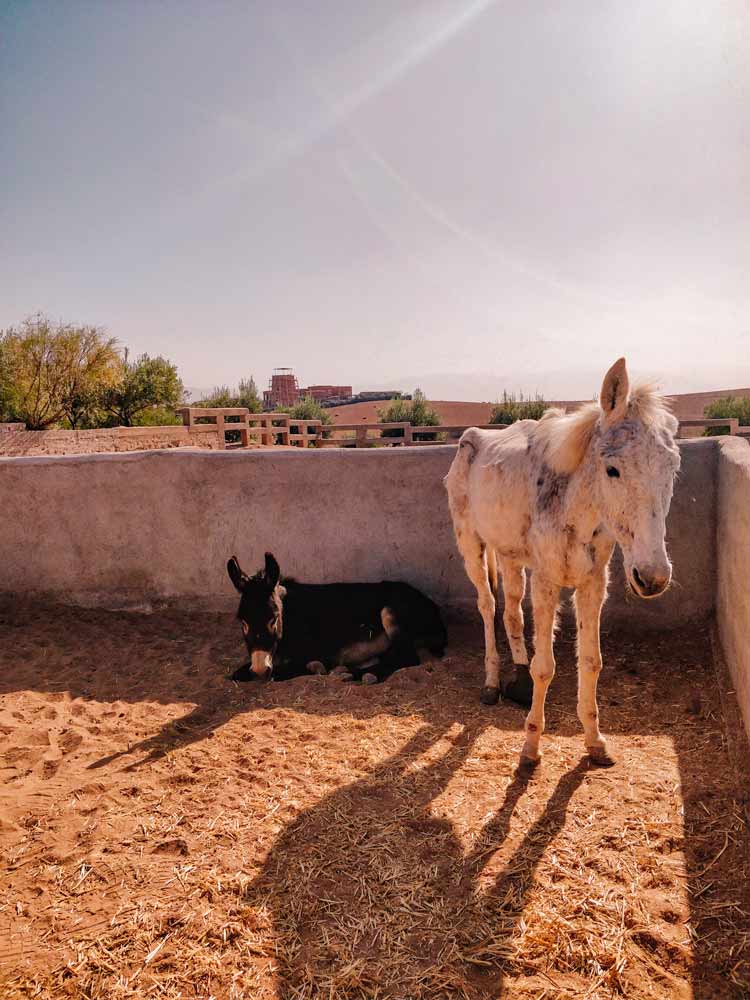 Jarjeer Morocco Donkey Refuge
