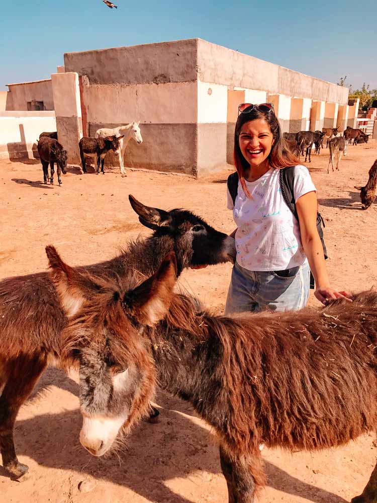 Morocco Donkey Refuge Jarjeer