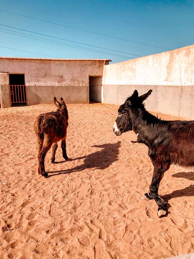 Donkeys in Morocco