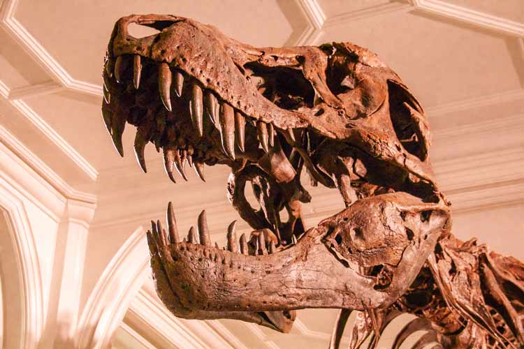 Manchester Museum T.Rex