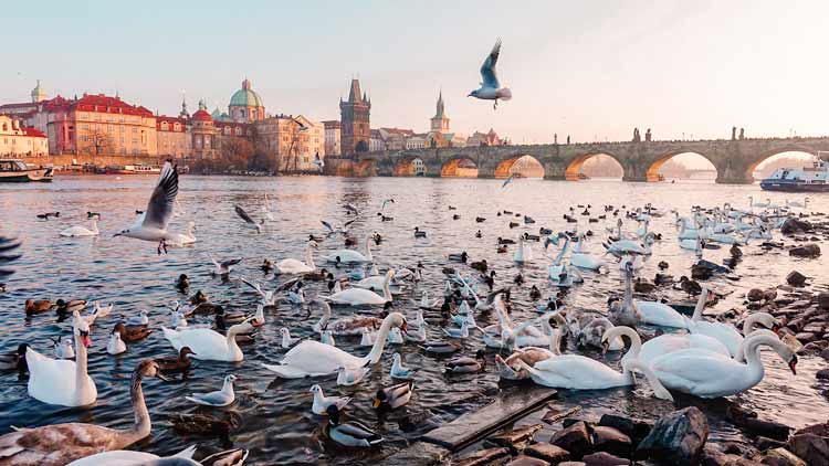 Swans Vltava River Prague