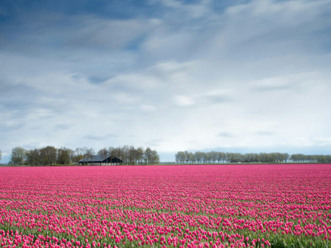 Flower Festivals in Europe