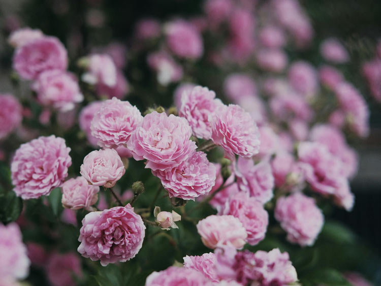 GRASSE ROSE FESTIVAL