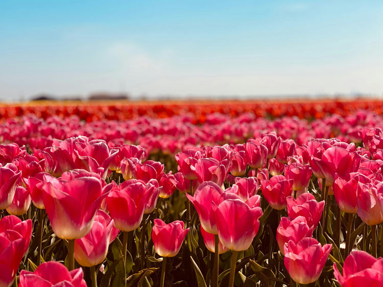 TULIP FESTIVAL ISTANBUL