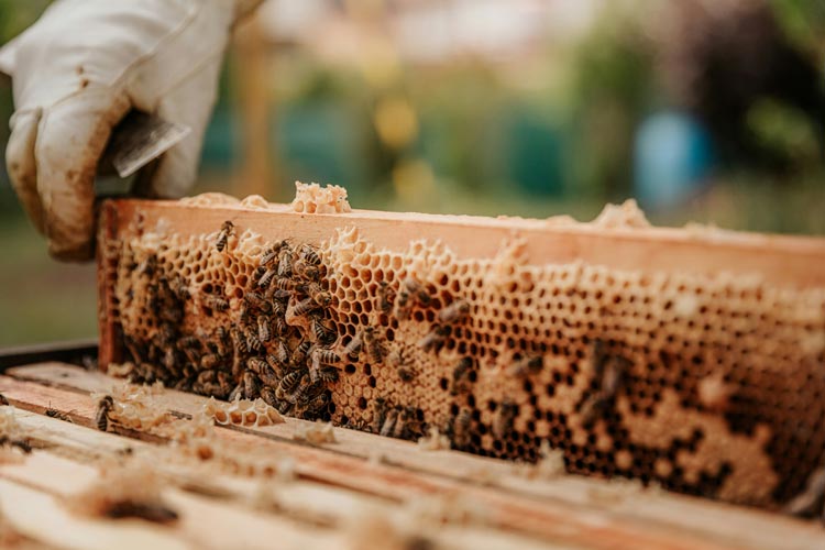 Beekeeping in Slovenia