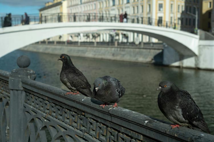 Pigeons in Venice